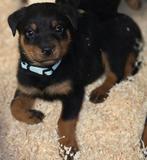 Rasechte rottweiler pups, Dieren en Toebehoren, 8 tot 15 weken, Meerdere, Meerdere dieren, Rottweiler