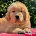 GEZOCHT!!, Golden retriever, Teef, Eén hond, Nederland