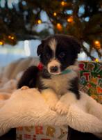 Mix border sheltie pups knuffellijn, Dieren en Toebehoren, Honden | Herdershonden en Veedrijvers, Rabiës (hondsdolheid), Overige rassen