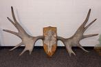 Groot Gewei Eland - 110 cm breed, Ophalen, Gebruikt