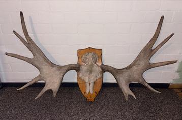 Groot Gewei Eland - 110 cm breed beschikbaar voor biedingen