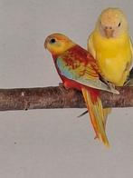 Te koop 2 roodbuik dilute opaline turquoisines, Dieren en Toebehoren, Vogels | Parkieten en Papegaaien, Mannelijk, Dwergpapegaai of Agapornis