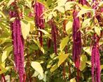 Zaden Kattenstaart Amarant - Amaranthus caudatus Red, Verzenden, Gehele jaar, Volle zon, Zaad