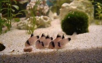 Jonge corydoras panda's €3.75 per stuk & 10+1 gratis beschikbaar voor biedingen