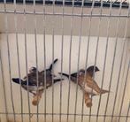 Japanse meeuwtjes 10 stuks, Dieren en Toebehoren, Vogels | Overige Vogels, Meerdere dieren, Tropenvogel, Geringd