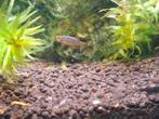 10  stuksHemelse parel danio, Dieren en Toebehoren, Vis, Zoetwatervis