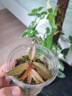 Philodendron Orange Princess (zeer zeldzaam), Huis en Inrichting, Kamerplanten, Overige soorten, Minder dan 100 cm, Groene kamerplant