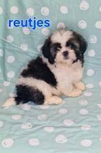 Shih tzu, Parvo, Overige rassen, 8 tot 15 weken, Meerdere