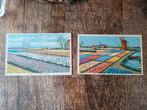 2 Oude ansichtkaarten van de bloembollenvelden, Verzamelen, Ansichtkaarten | Nederland, Ophalen of Verzenden