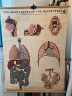 Anaromische wandplaat 4 van Goor, Antiek en Kunst, Antiek | Schoolplaten, Ophalen of Verzenden, Natuur en Biologie