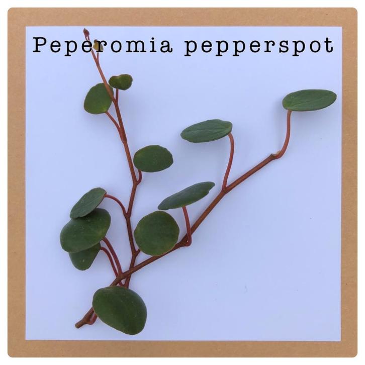 11. peperomia pepperspot €0,75, Huis en Inrichting, Kamerplanten, Minder dan 100 cm, Halfschaduw, Ophalen of Verzenden