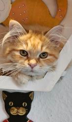 Prachtige Siberische kittens zoeken een liefdevol thuis, Dieren en Toebehoren, Katten en Kittens | Raskatten | Langhaar, Meerdere dieren