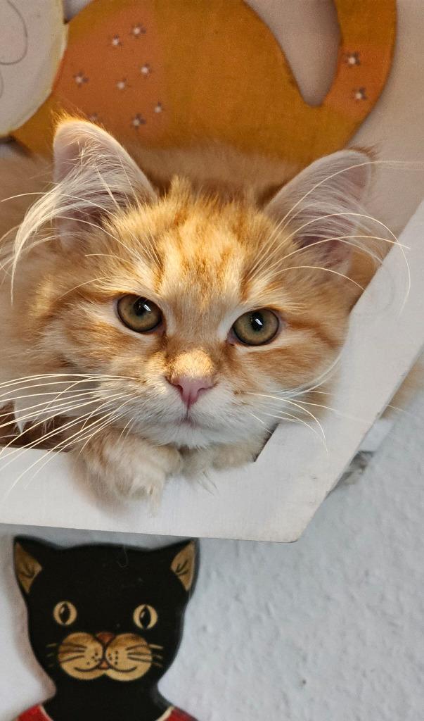 Prachtige Siberische kittens zoeken een liefdevol thuis, Dieren en Toebehoren, Katten en Kittens | Raskatten | Langhaar, Meerdere dieren