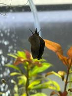 Anentome helena slak, Dieren en Toebehoren, Slak of Weekdier