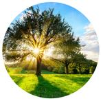 Behangcirkel Boom, muurcirkel, boom muursticker,, Verzenden, Minder dan 10 m², Behangcirkel, muursticker, boom, bos