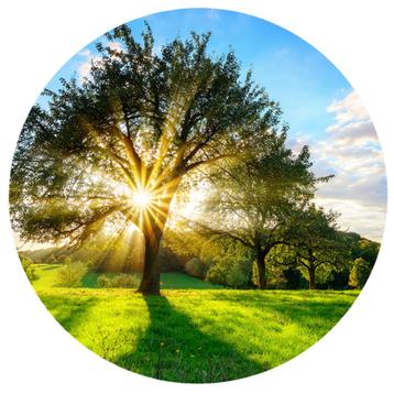 Behangcirkel Boom, muurcirkel, boom muursticker, beschikbaar voor biedingen