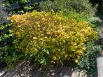 Skimmia met besjes (150/100 cm 100cm hoog), Tuin en Terras, Planten | Struiken en Hagen, Ophalen, Overige soorten, 100 tot 250 cm