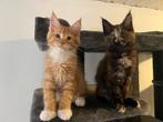 12 weekjes oude Maine Coon Kittens met Stamboom main coon, Dieren en Toebehoren, Meerdere dieren, Gechipt, 0 tot 2 jaar
