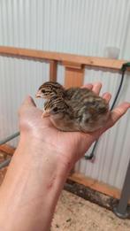 Parelhoender kuikens te koop, Dieren en Toebehoren, Pluimvee, Meerdere dieren, Kip
