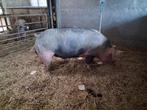 Dekbeer te huur. Per direct beschikbaar, Mannelijk, Schaap