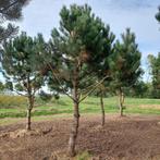 Grote karakteristieke robuuste dennen pinus naaldboom, Tuin en Terras, Overige soorten, 400 cm of meer, Ophalen of Verzenden