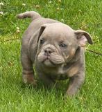 American Bully Micro/Pocket Bully, Dieren en Toebehoren, Honden | Bulldogs, Pinschers en Molossers, Bulldog, Meerdere, Meerdere dieren