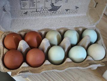 Broedeieren Marans Araucana groenlegger beschikbaar voor biedingen