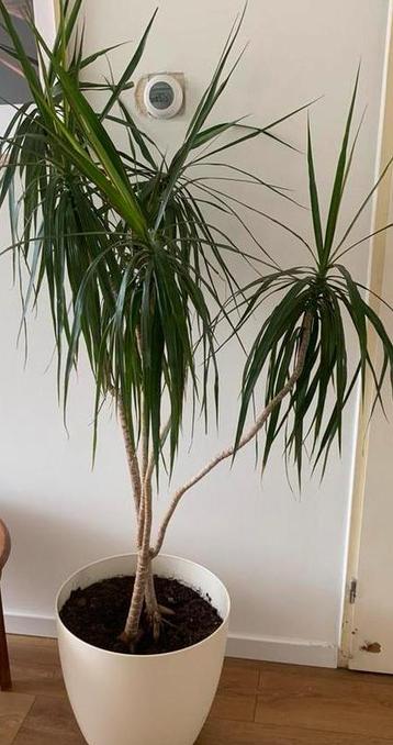 Dracaena plant beschikbaar voor biedingen