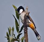 Koppel Witoorbuulbuuls 2025, Meerdere dieren, Geringd