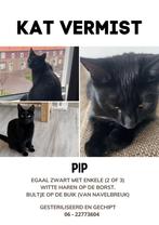 Kat vermist Nijmegen, Kat