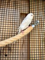 Geringde Albino Grasparkiet pop (vrouw), Dieren en Toebehoren, Vrouwelijk, Tropenvogel, Geringd