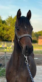 Super luxe sport NWR jaarling (D), Dieren en Toebehoren, Paarden, Merrie, Minder dan 160 cm, Niet van toepassing, Dressuurpaard