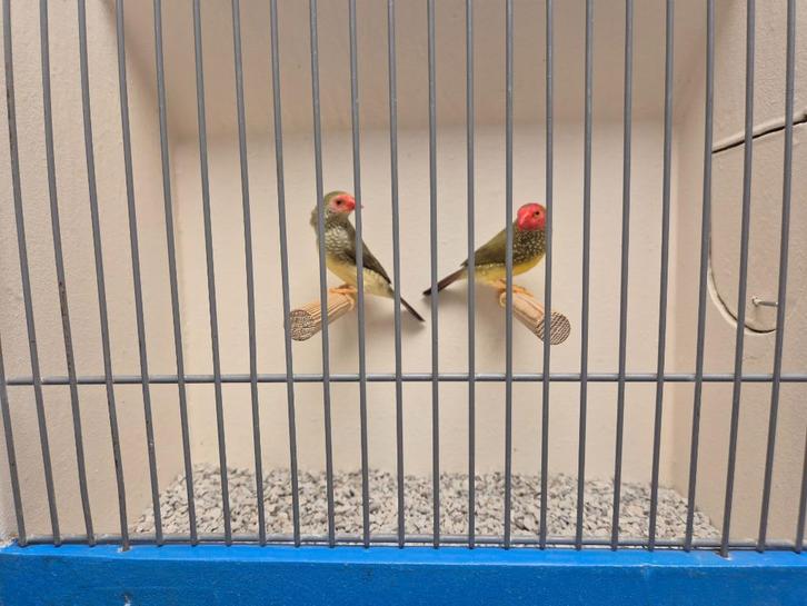 Koppels Binzen Astrildes, Dieren en Toebehoren, Vogels | Overige Vogels, Tropenvogel, Meerdere dieren