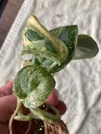 Scindapsus “jade satin variegata”, Ophalen of Verzenden, Overige soorten, Minder dan 100 cm