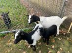 3 mooie dwerggeiten, Dieren en Toebehoren, Vrouwelijk, Geit, 0 tot 2 jaar