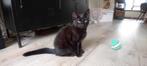Stoere kitten., Kater, Kortharig, 0 tot 2 jaar