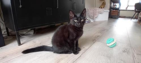 Stoere kitten., Dieren en Toebehoren, Katten en Kittens | Overige Katten, Kortharig, Kater, 0 tot 2 jaar