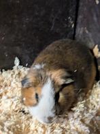 Cavia beertje, Dieren en Toebehoren, Knaagdieren, Augustus, Mannelijk, Cavia