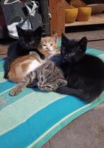 kittens, Meerdere dieren, Ontwormd, 0 tot 2 jaar