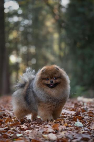 TER DEKKING SM/CM/PL VRIJ! pomeranian, dwergkees, pomeriaan 