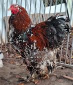 Toom Brahma groot Porselein, Dieren en Toebehoren, Pluimvee, Meerdere dieren, Kip