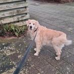 Lieve oppas gezocht voor onze Golden retriever