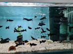 Black molly, Black mollies, Poecilia sphenops, Dieren en Toebehoren, Vissen | Aquariumvissen, Vis, Zoetwatervis