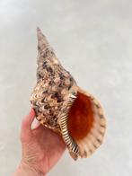 Triton schelp 27cm, Ophalen of Verzenden, Schelp(en)