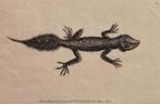 koper gravure van 1791 Nodder breedstaart gekko of hagedis, Antiek en Kunst, Kunst | Etsen en Gravures, Ophalen of Verzenden