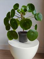 Pannenkoekplant, Groene kamerplant, Ophalen, Halfschaduw, Minder dan 100 cm