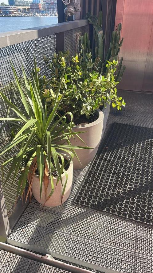 Twee Grote Kamerplanten met Betonlook Pot – Compleet en Gezo, Huis en Inrichting, Kamerplanten, Overige soorten, Minder dan 100 cm