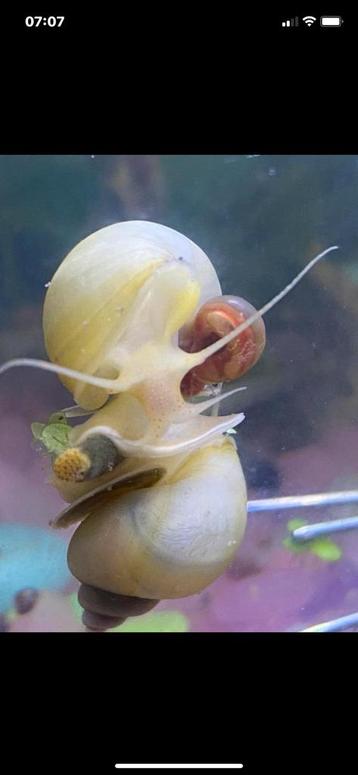 Appelslakken zoeken nieuw aquarium beschikbaar voor biedingen