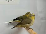 Senegal brilvogel - Zosterops senegalensis, Dieren en Toebehoren, Vogels | Overige Vogels, Meerdere dieren, Tropenvogel, Geringd