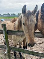 Jaarling mustang kruising merrie, Dieren en Toebehoren, 0 tot 2 jaar, Onbeleerd, Gechipt, Merrie